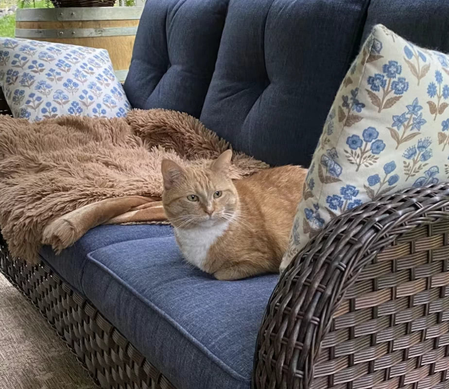 LayinSun 9 件套户外藤编旋转椅沙发休闲套装